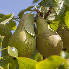 'Conference' Pear Tree