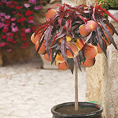 Red-Leaved Patio Peach 'Crimson Bonfire' Tree