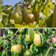 Duo Fruit Tree - Pear Conference & Concorde