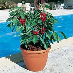 Cherry Garden Bing Patio Fruit Tree