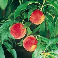 Peach Amber Patio Fruit Tree in a 7.5L Pot
