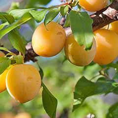 Patio Plum Golddust tree