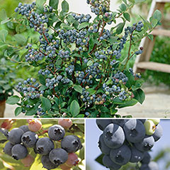 Blueberry Collection