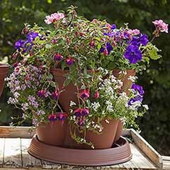 Grow Your Own Strawberry 'Growin-Pods' - 8 Pots with 8 Plants