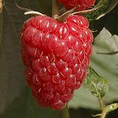 Raspberry Glen Ample Long-Cane