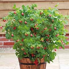 Patio Raspberry 'Ruby Beauty'
