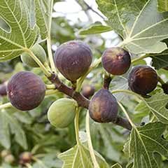 Fig 'Rouge de Bordeaux'