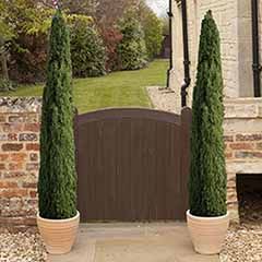 Pair of Italian Cypress Trees Cupressus sempervirens