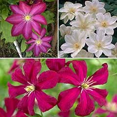 Repeat Flowering Clematis Collection