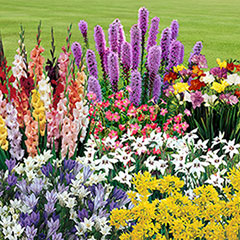 The Complete Summer Flowering Bulb Collection