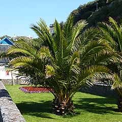 Pair of Phoenix canariensis Canary Island Date Palms