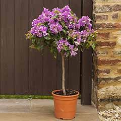Bougainvillea 'Alexandra' standard