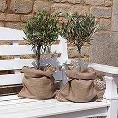 Mini Standard Olive Trees