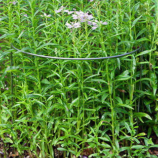 Ready to Rust Curved Steel Plant Supports 10 Pack