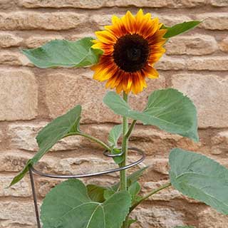 Ready to Rust Spiral Steel Plant Supports 3 Pack