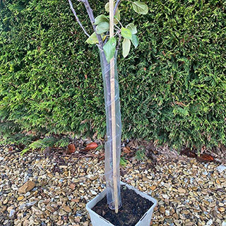 Bamboo Cane and Spiral Guard Set