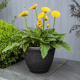 Silver Round Laurel Planter