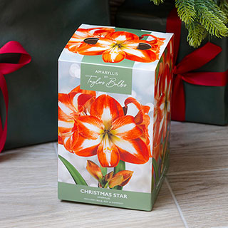 Amaryllis 'Christmas Star' Growing Kit