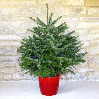 Living Pot-Grown Nordmann Fir Christmas Tree
