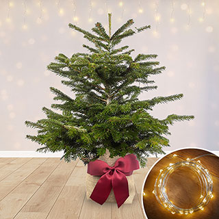 Christmas Gift Wrapped Nordmann Fir Tree