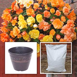 Begonia plugs x12 with Compost and Planters