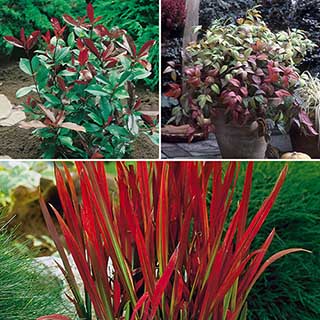 Head Gardener Red Collection
