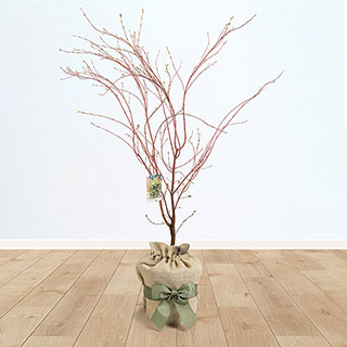 Acer 'Sango-kaku' Gift Wrapped