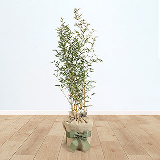 Green Bamboo Gift Wrapped