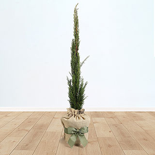Italian Cypress Tree 'Totem Pole' Gift Wrapped