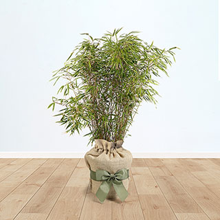 Fountain Bamboo Gift Wrapped
