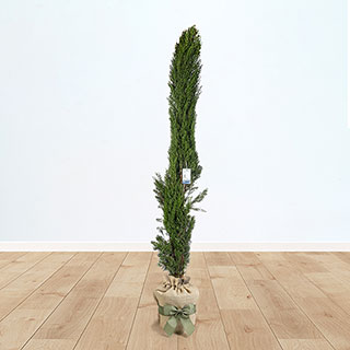 Italian Cypress Tree 'Totem Pole' Gift Wrapped