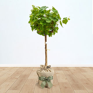 Grape Vine Gift Wrapped