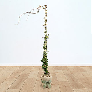 Star Jasmine Trachelospermum Gift Wrapped
