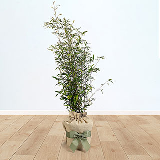 Black Bamboo Gift Wrapped