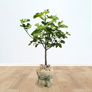 Fig 'Brown Turkey' Gift Wrapped