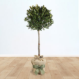 Bay Tree Standard Gift Wrapped