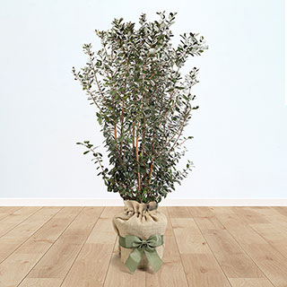 Pineapple Guava Gift Wrapped