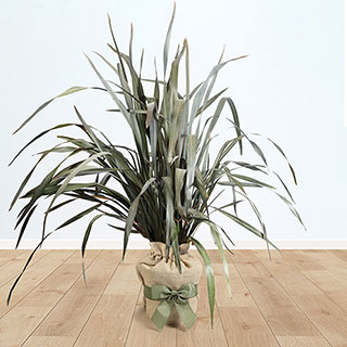 Phormium 'Purpureum' Gift Wrapped