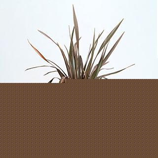 Phormium 'Sundowner' Gift Wrapped