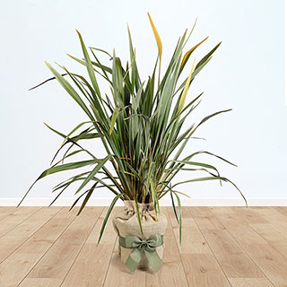 Phormium 'Variegatum' Gift Wrapped