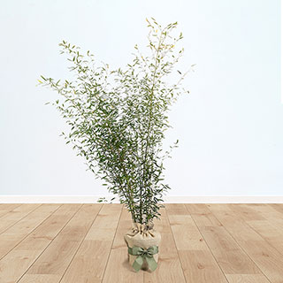 Yellow Groove Bamboo Gift Wrapped