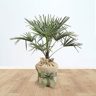 Trachycarpus Fortunei - Chusan Palm Gift Wrapped