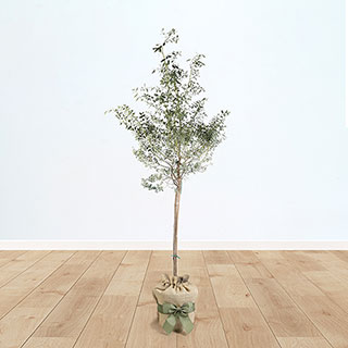 Eucalyptus 'Azura' Standard Gift Wrapped