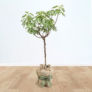 Fig 'Brown Turkey' Gift Wrapped