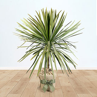 Cordyline australis Green Gift Wrapped