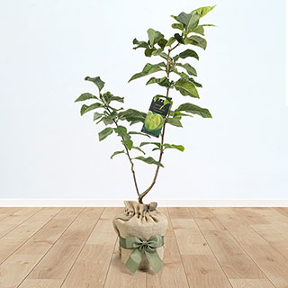 Magnolia 'Yellow Bird' Gift Wrapped