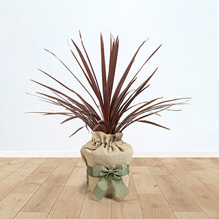 Cordyline 'Red Star' Gift Wrapped