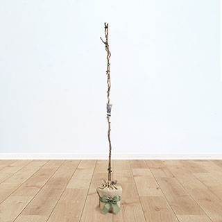 Wisteria floribunda 'Hon-beni' Gift Wrapped