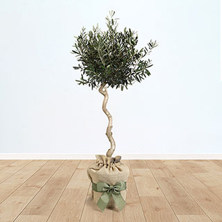 Spiral Stem Standard Olive Tree Gift Wrapped