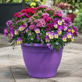 Complete Patio Pansy And Sweet William Collection